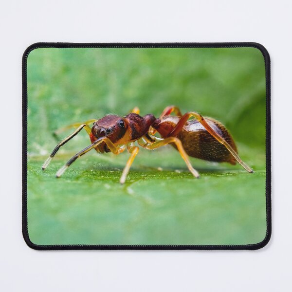 Item preview, Ant Mimic Jumping Spider designed and sold by AronsTinySafari.