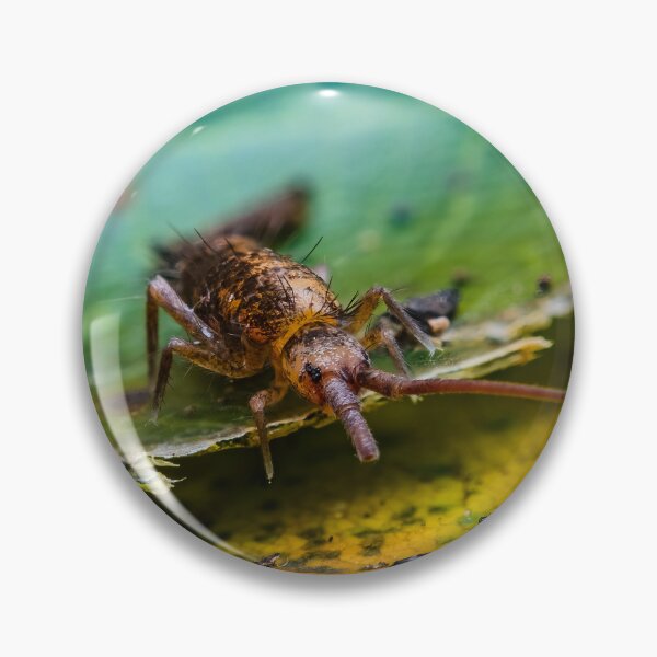 Item preview, Non-Insect Hexapod Springtail - Collembola designed and sold by AronsTinySafari.