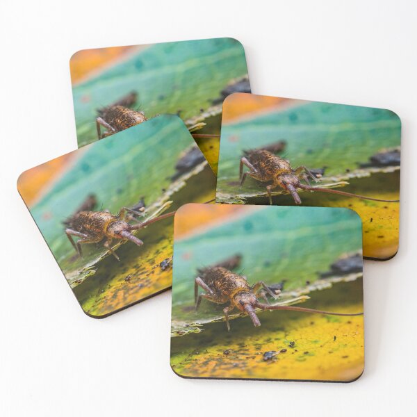 Item preview, Non-Insect Hexapod Springtail - Collembola designed and sold by AronsTinySafari.