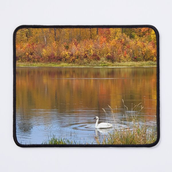 Item preview, Itasca State Park Trumpeter Swan on October 3, 2022 designed and sold by Debbie Center.