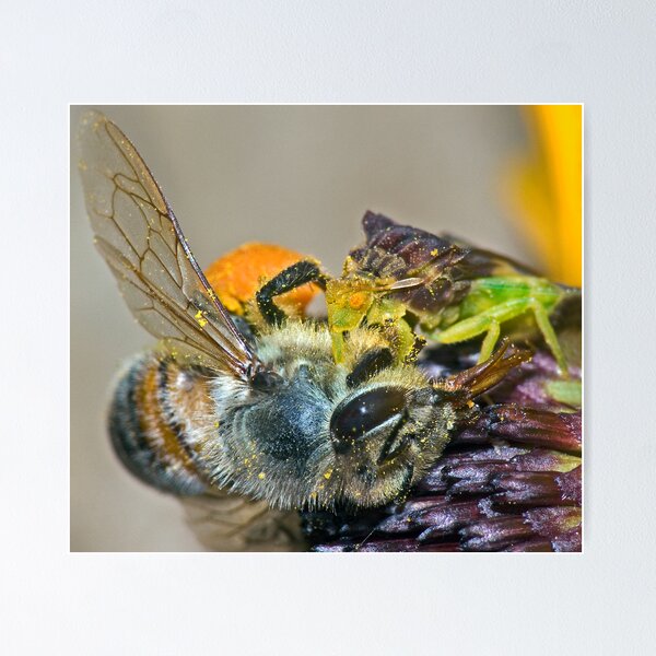 Item preview, Ambush Bug in Action(2) ! designed and sold by robkal.