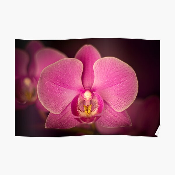 Matangi Orchid Poster