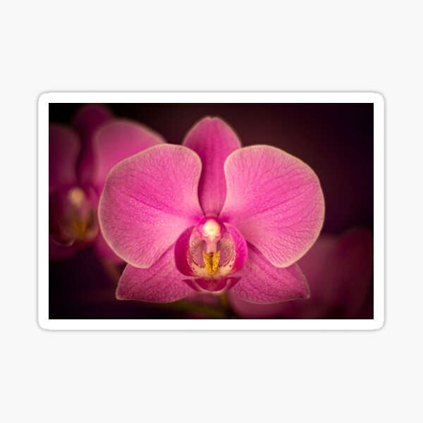 Matangi Orchid Sticker