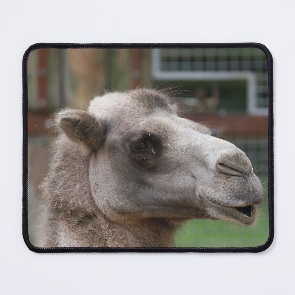 Item preview, Camel Close Up designed and sold by Fearless-Fox.