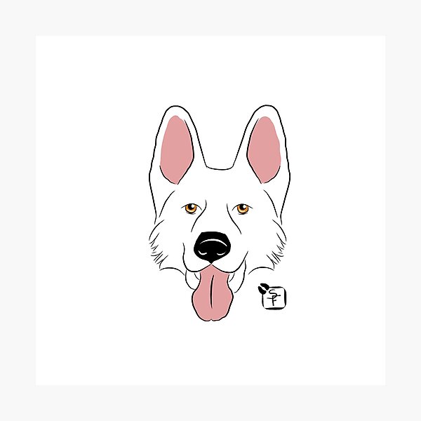 White German Shepherd Photographic Print