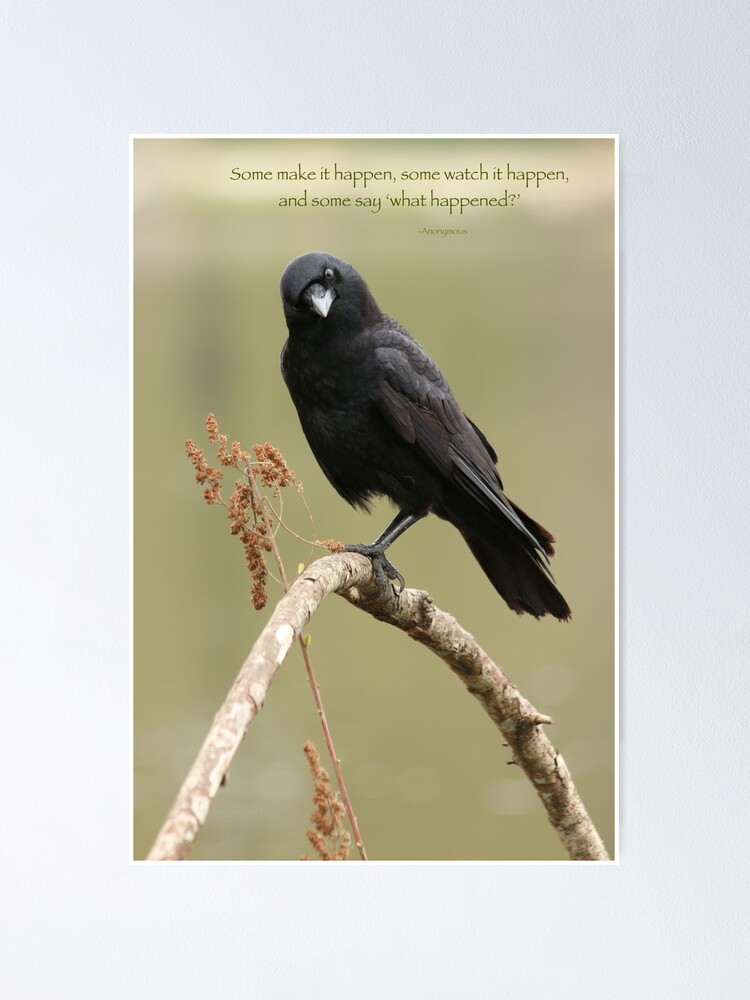 Inquisitive Crow With Quote Poster By Thurdcreations Redbubble