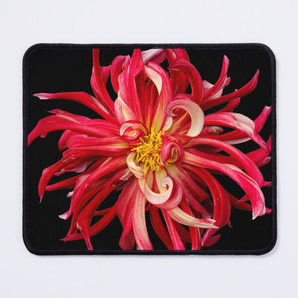 Item preview, Red dahlia supernova designed and sold by Maxiverse.