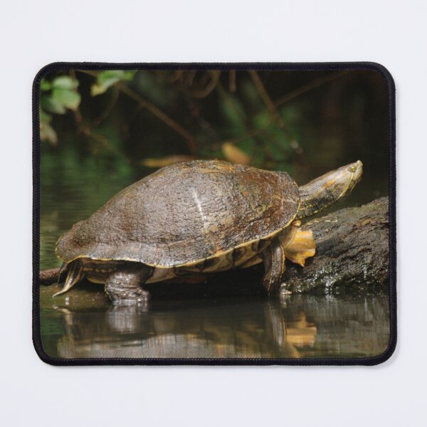 Item preview, Mesoamerican Slider Turtle in Tortuguero designed and sold by MinkMaguari.
