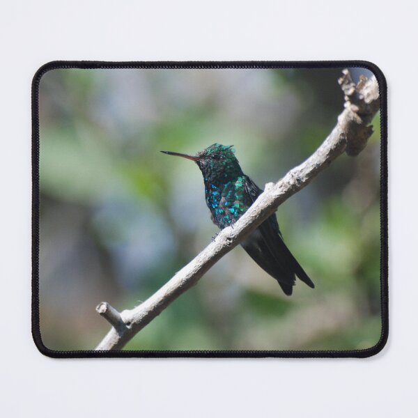 Item preview, Canivet's Emerald Hummingbird in Monteverde designed and sold by MinkMaguari.