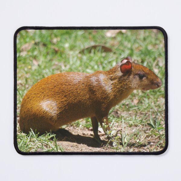 Item preview, Central American Agouti in Monteverde designed and sold by MinkMaguari.
