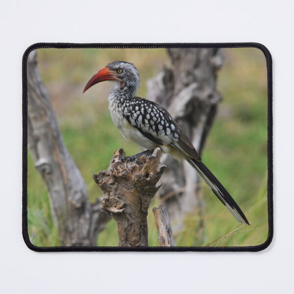 Item preview, Red-billed Hornbill in the Okavango designed and sold by MinkMaguari.