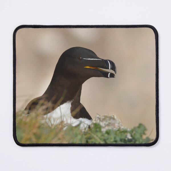 Item preview, Razorbill at Bempton Cliffs designed and sold by MinkMaguari.