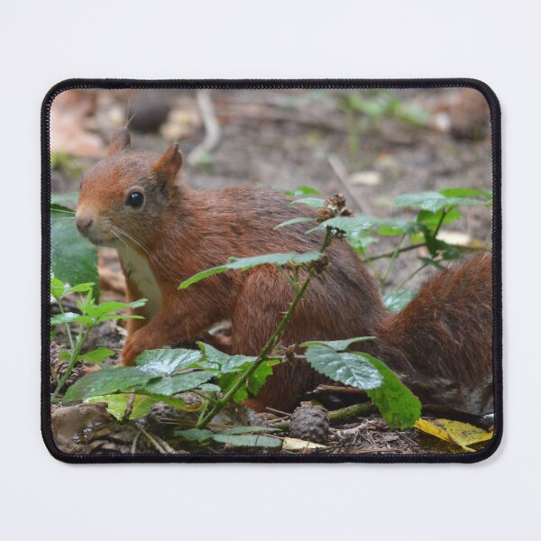 Item preview, Red Squirrel at Formby designed and sold by MinkMaguari.