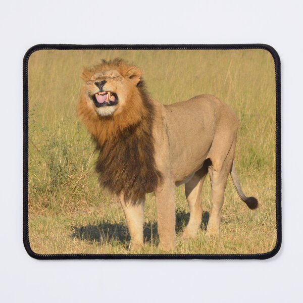 Item preview, Okavango Lion Flehmen designed and sold by MinkMaguari.