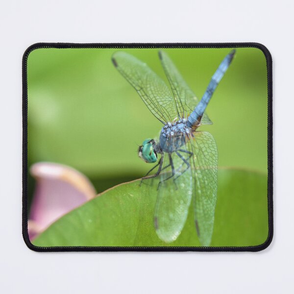 Item preview, Blue Dasher designed and sold by jvnimages.
