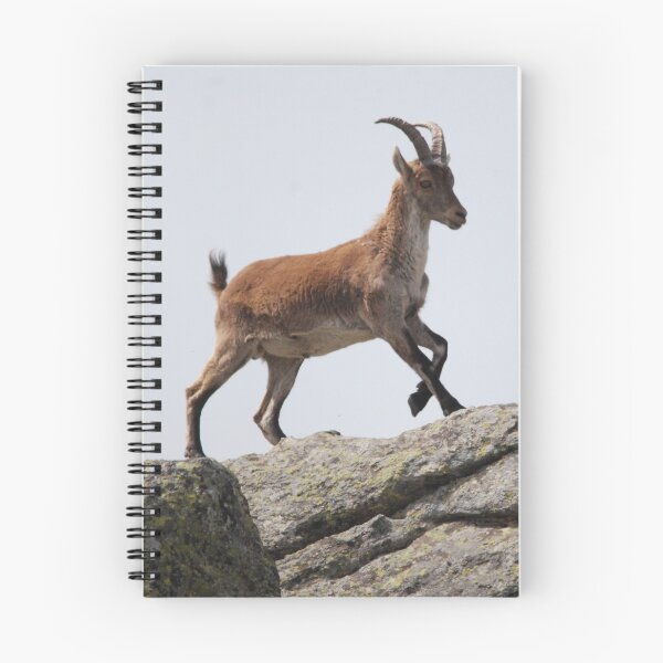 Item preview, Spanish Ibex Mountaintop, Sierra de Guadarrama designed and sold by MinkMaguari.