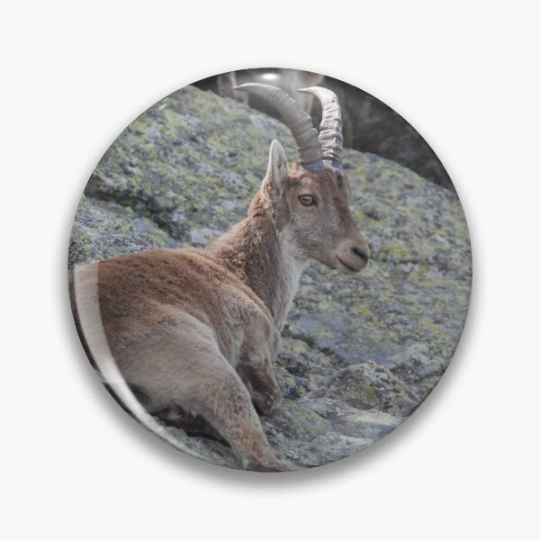 Item preview, Spanish Ibex at Rest designed and sold by MinkMaguari.