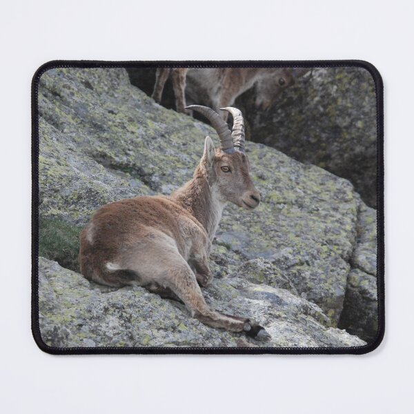 Item preview, Spanish Ibex at Rest designed and sold by MinkMaguari.