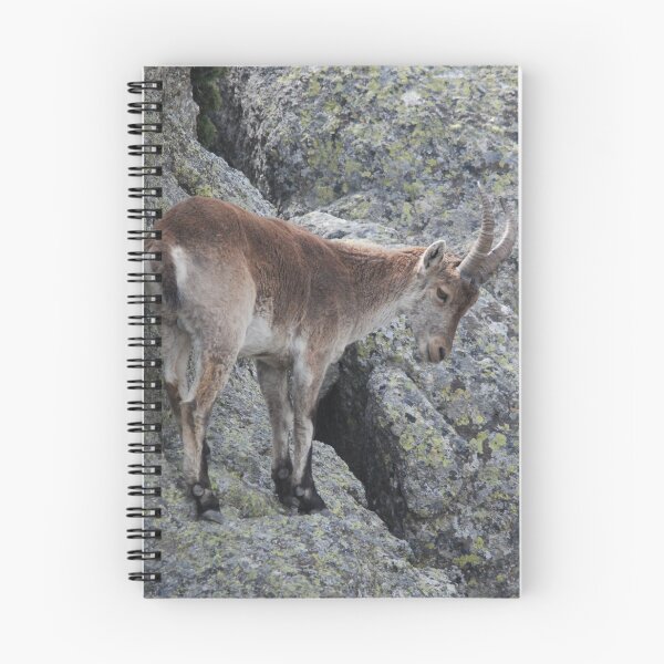 Item preview, Spanish Ibex - Cliffside Balance designed and sold by MinkMaguari.