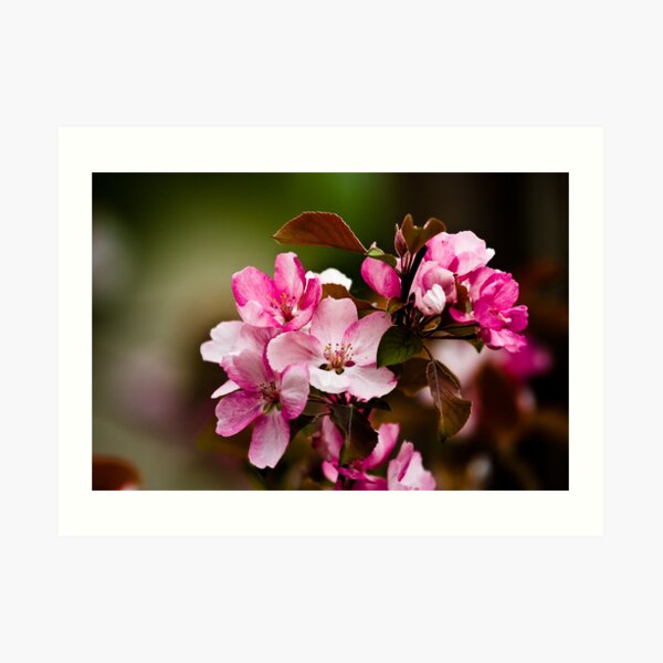 花見 Art Print