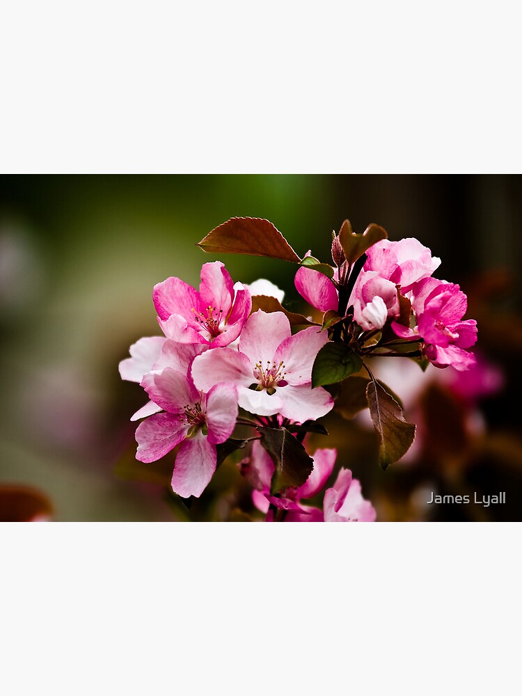 花見 by corwin