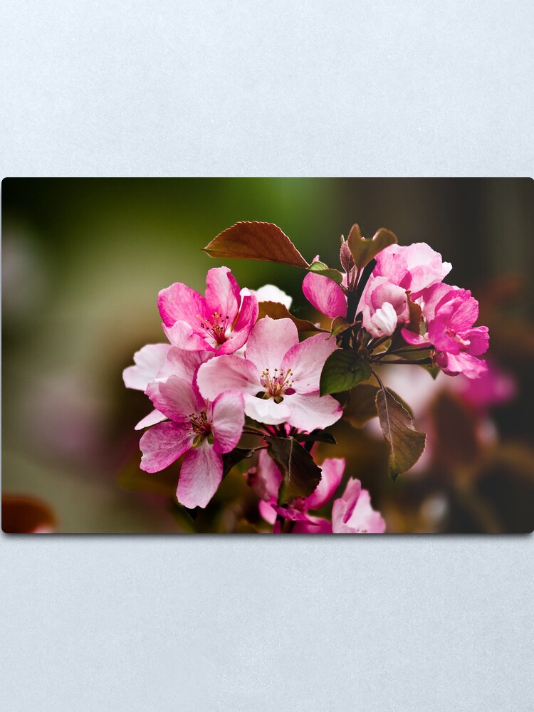 Alternate view of 花見 Metal Print