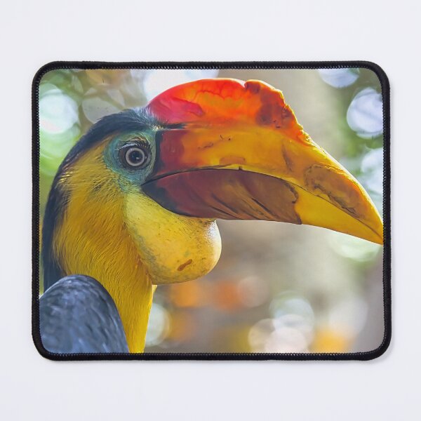 Item preview, USA. Texas. Galveston Island. The Aquarium at Moody Gardens. Hornbill Bird. designed and sold by vadim19.