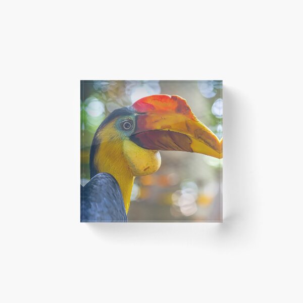 Item preview, USA. Texas. Galveston Island. The Aquarium at Moody Gardens. Hornbill Bird. designed and sold by vadim19.