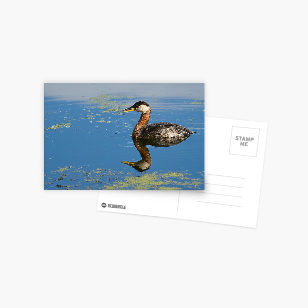 Two for One Postcard