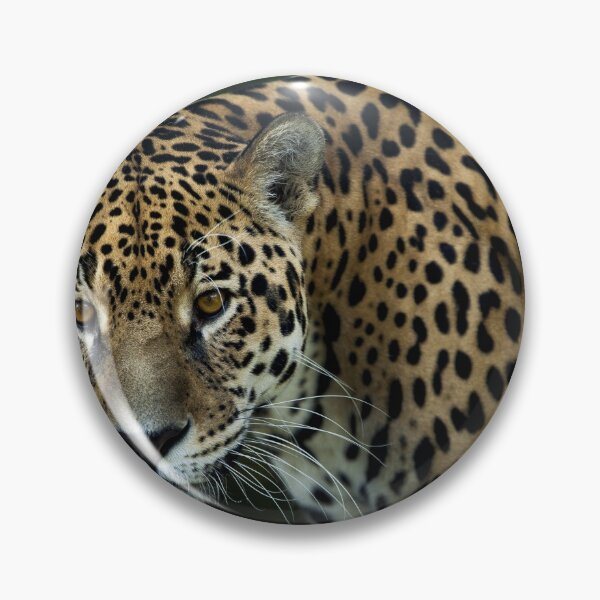 Item preview, Jaguar designed and sold by zeljana0504.