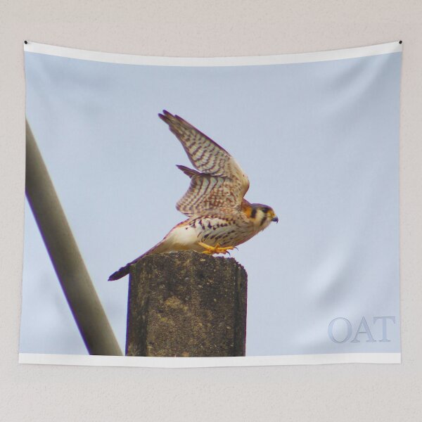 Item preview, Ready to Soar - Falco Sparverius designed and sold by Olivia Tatara.