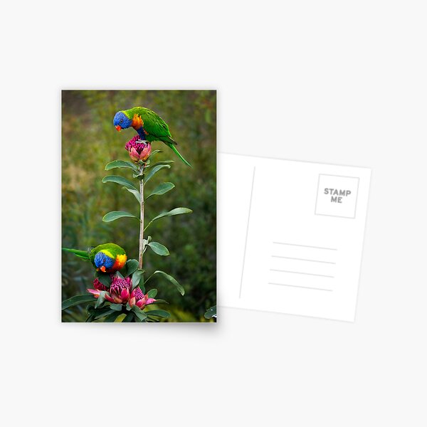 Rainbow Lorikeets on a Waratah Postcard