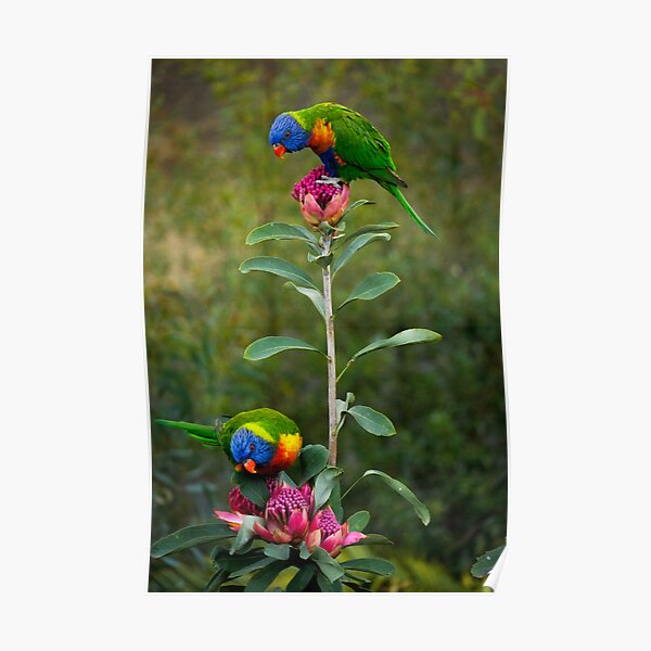 Rainbow Lorikeets on a Waratah Poster