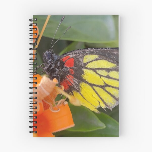 Item preview, Butterfly on an Orange Flower designed and sold by Sinemathk.