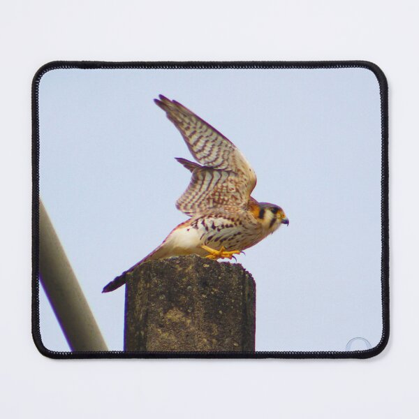 Item preview, Ready to Soar - Falco Sparverius designed and sold by Olivia Tatara.
