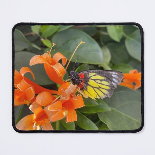 Item preview, Butterfly on an Orange Flower designed and sold by Sinemathk.