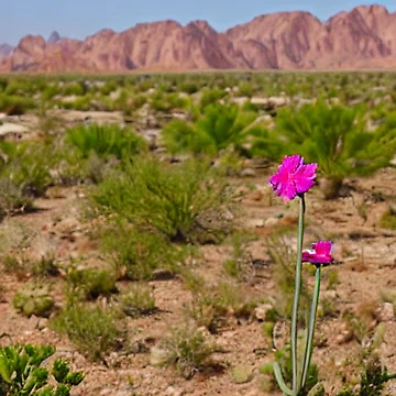 Artwork thumbnail, Desert Delight by TiltedCode