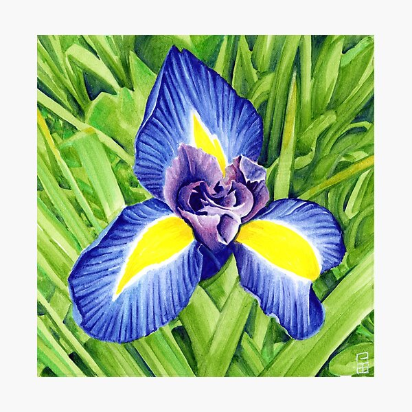 blue iris digital download