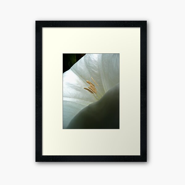 Aperçu de l'œuvre Moonflower Close-Up créée et vendue par Victoria DeMore.
