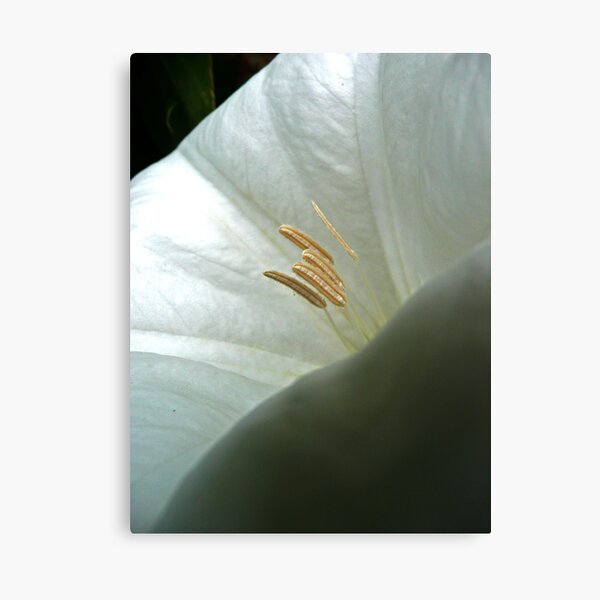 Aperçu de l'œuvre Moonflower Close-Up créée et vendue par Victoria DeMore.