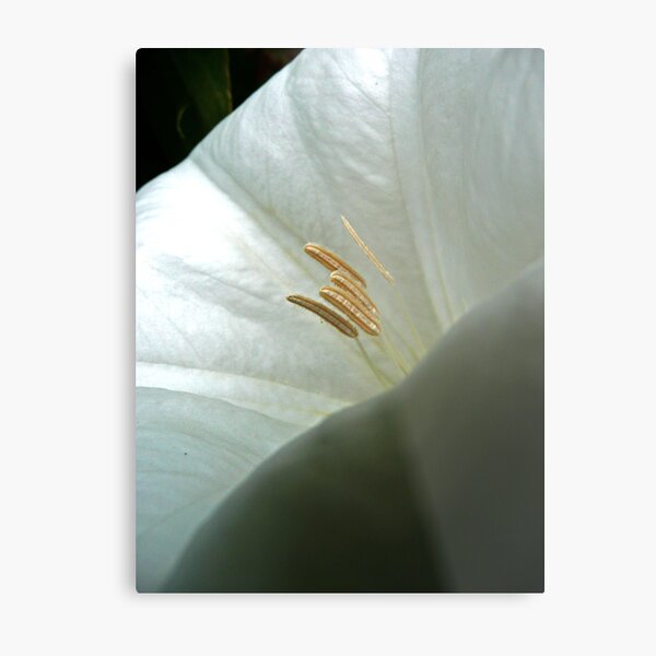 Aperçu de l'œuvre Moonflower Close-Up créée et vendue par Victoria DeMore.