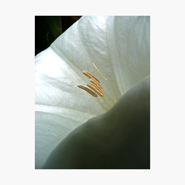 Aperçu de l'œuvre Moonflower Close-Up créée et vendue par Victoria DeMore.
