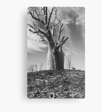 Boab Tree Metal Print