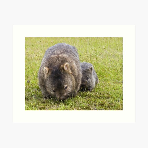 Item preview, wombats designed and sold by col hellmuth.
