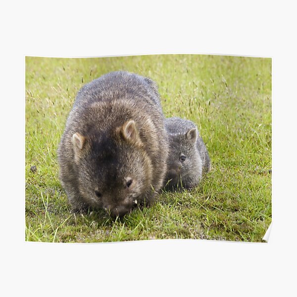 wombats Poster