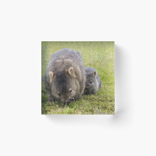 Item preview, wombats designed and sold by col hellmuth.