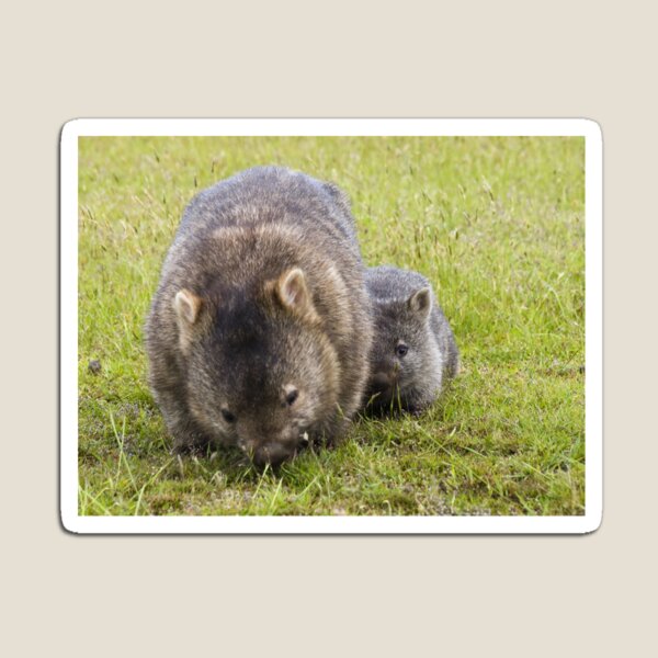 Item preview, wombats designed and sold by col hellmuth.