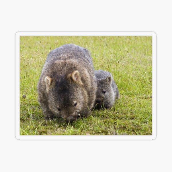 Aperçu de l'œuvre wombats créée et vendue par col hellmuth.