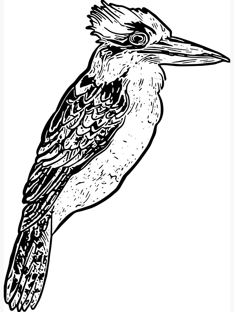 free printable kookaburra kindergarten coloring pages