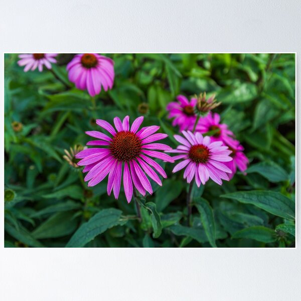 Item preview, Purple coneflower designed and sold by slin74.